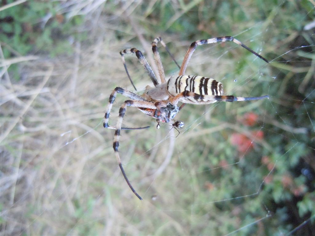 Argiope bruennichi + Argyrodes + dittero scroccone